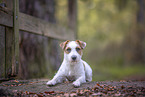 adult Jack Russell Terrier