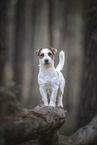 adult Jack Russell Terrier