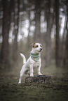 adult Jack Russell Terrier