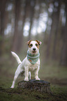 adult Jack Russell Terrier