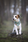 adult Jack Russell Terrier