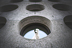 Jack Russell Terrier