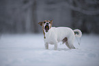 Jack Russell Terrier in snow