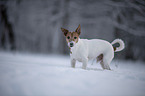 Jack Russell Terrier in snow