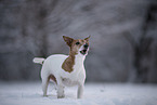 Jack Russell Terrier in snow