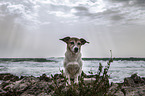Jack Russell Terrier