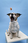 Jack Russell Terrier