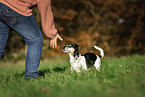 old Jack Russell Terrier