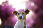 Jack Russell Terrier in front of cherry blossoms