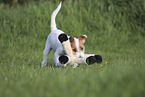 Jack Russell Terrier
