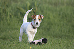 Jack Russell Terrier