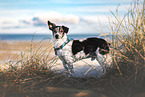 Jack Russell Terrier