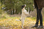 Jack Russell Terrier