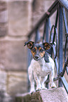 Jack Russell Terrier