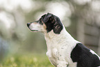 male Jack Russell Terrier