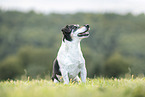male Jack Russell Terrier