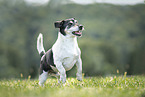 male Jack Russell Terrier