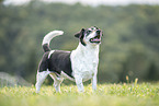 male Jack Russell Terrier