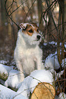 female Jack Russell Terrier in the snow