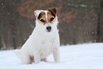 female Jack Russell Terrier in the snow