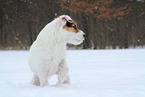 female Jack Russell Terrier in the snow