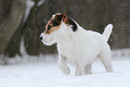 female Jack Russell Terrier in the snow