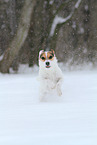 female Jack Russell Terrier in the snow