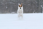 female Jack Russell Terrier in the snow