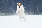 female Jack Russell Terrier in the snow