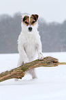 female Jack Russell Terrier in the snow
