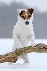 female Jack Russell Terrier in the snow