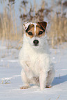 female Jack Russell Terrier in the snow