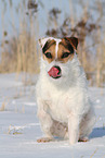 female Jack Russell Terrier in the snow