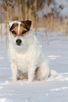 female Jack Russell Terrier in the snow