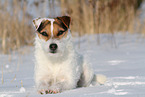 female Jack Russell Terrier in the snow