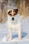 female Jack Russell Terrier in the snow