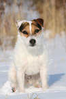 female Jack Russell Terrier in the snow