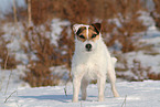 female Jack Russell Terrier in the snow
