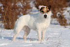 female Jack Russell Terrier in the snow