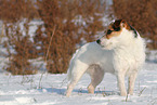female Jack Russell Terrier in the snow