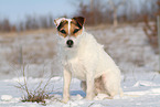 female Jack Russell Terrier in the snow