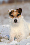 female Jack Russell Terrier in the snow
