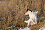 female Jack Russell Terrier in the snow