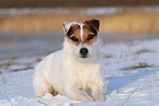 female Jack Russell Terrier in the snow
