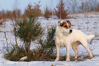 female Jack Russell Terrier in the snow