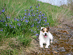 female Jack Russell Terrier in the summer