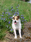 female Jack Russell Terrier in the summer
