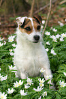 female Jack Russell Terrier in spring