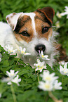 female Jack Russell Terrier in spring