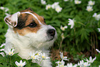 female Jack Russell Terrier in spring